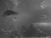 73976CrReSaUsm - Celebrating Dan's birthday at Ripley's Aquarium   Each New Day A Miracle  [  Understanding the Bible   |   Poetry   |   Story  ]- by Pete Rhebergen